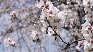 Pembe-beyaz çiçekli badem ağaçları. Bahar gelişi sahnesi. Kıbrıs adasında Şubat ayı sonlarında badem ağaçları çiçek açtı.