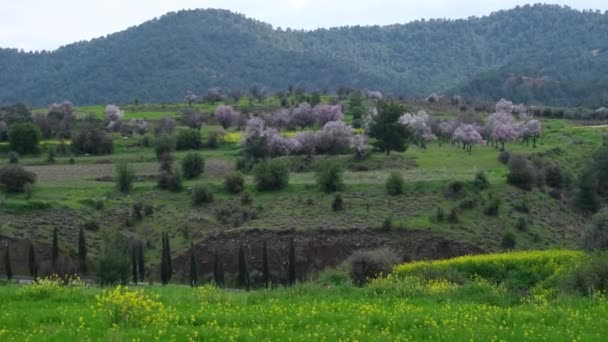 キプロス島の早春の距離にピンク白色の花を持つカラフルな牧草地やアーモンドの木 — ストック動画
