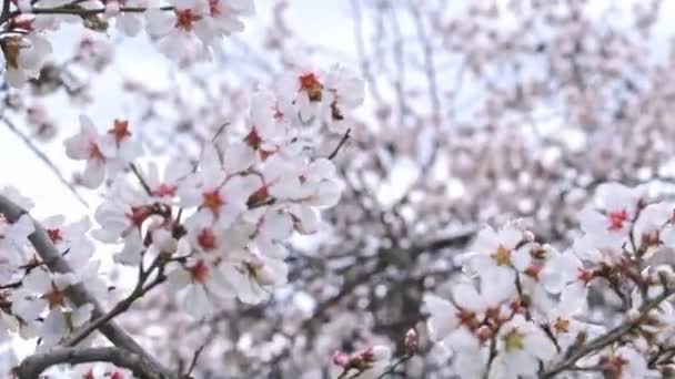 Mandel Träd Med Rosa Vita Blommor Och Ett Flygande Vårens — Stockvideo