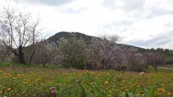 Prairie Colorée Des Amandiers Avec Des Fleurs Rose Blanc Loin — Video