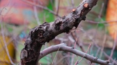 Kuru dallar ve arkaplanda renkli istiflenmiş fıçılarla dolu bir elma ağacının gövdesi.