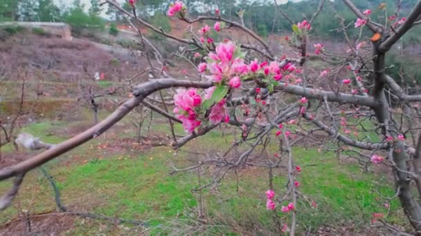 ピンクのリンゴの花と芽 ぼやけた背景で閉じます 早春のリンゴの木の開花枝 — ストック動画