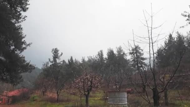 Bewegung Richtung Eines Blühenden Apfelbaums Auf Einem Feld Den Troodos — Stockvideo