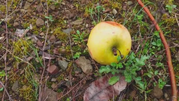 Pan Padlých Žlutých Oranžových Jablek Opadavé Jabloně Poli Zimě Kypru — Stock video