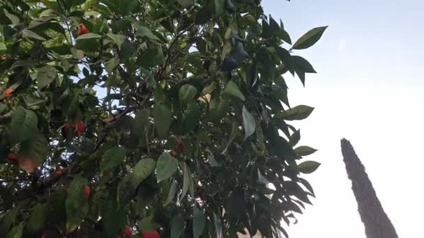 Minaret Van Taht Kale Moskee Wordt Onthuld Achter Een Sinaasappelboom — Stockvideo