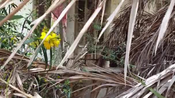 Wild Vegetation Yard Abandoned Residence Ghost Resort City Varosha Famagusta — Vídeo de Stock