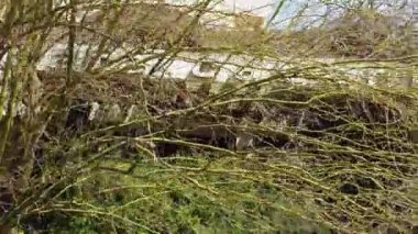 Kıbrıs 'ın Varosha Famagusta kentindeki terk edilmiş binaların bahçesindeki yabani bitki örtüsü