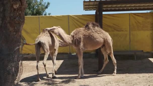 Dois Jovens Camelos Estão Jogando Nas Instalações Parque Chipre — Vídeo de Stock