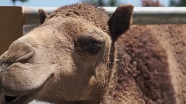 Zwei Kamele Einem Zypriotischen Park Großaufnahme — Stockvideo