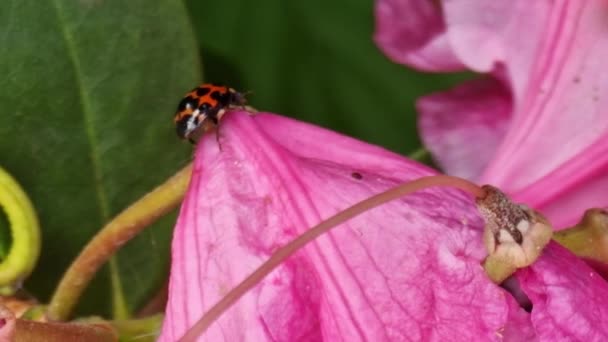Little Red Ladybug Pink Flowers Spring England — Vídeo de Stock