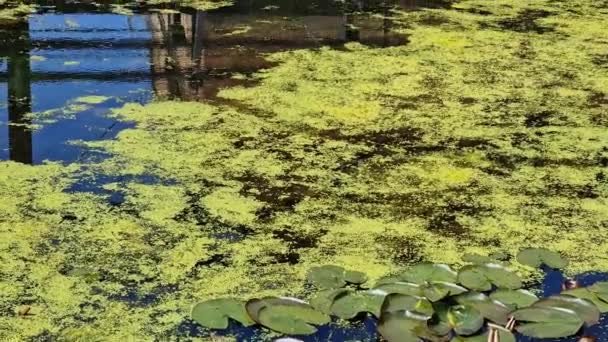 Water Lilies Pond Residential Area British City — Vídeo de stock