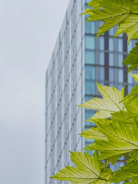 Shiny Green Leaves Tree Skyscraper Background Castlefield Manchester United Kingdom — Zdjęcie stockowe