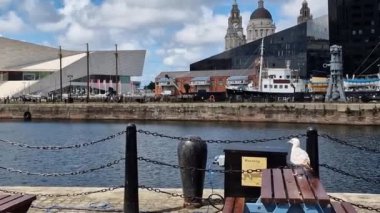A seagull rests then flies off  set against Liverpool cityscape at Albert Dock, Port of Liverpool on a beautiful spring day