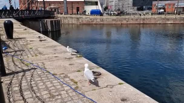Walking Seagulls Set Liverpool Cityscape Albert Dock Liverpool Docks Port — Stok video