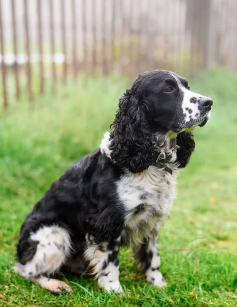 Rus siyah benekli spanyeli çimlerin üzerinde