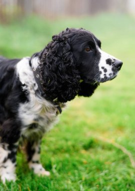 Rus siyah benekli spanyeli çimlerin üzerinde