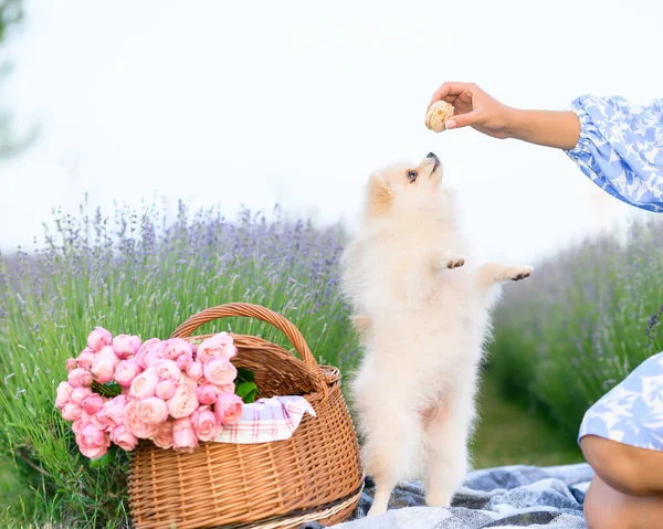 White Pomeranian Asks Girl Sweets Background Lavender Field Sunset — Stockfoto