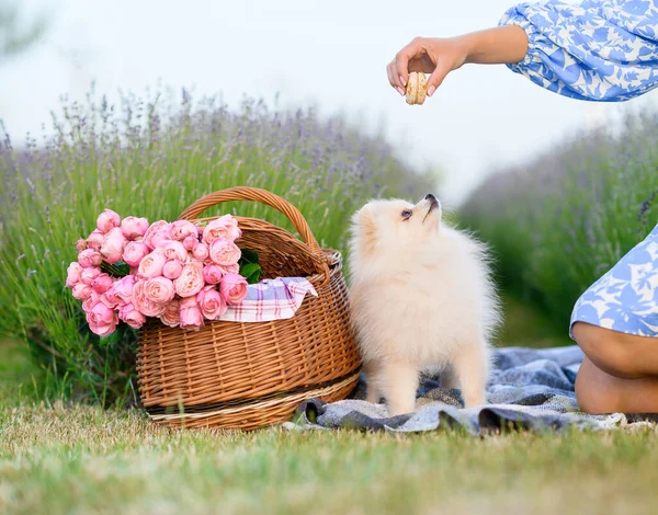 White Pomeranian Obeys Commands Girl Background Field Lavender Sunset — Stockfoto