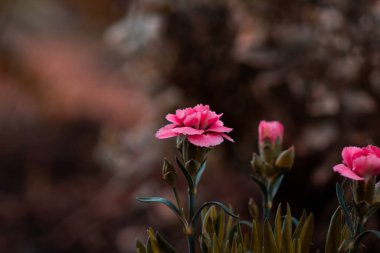 Bahçede yetişen güzel çiçekler