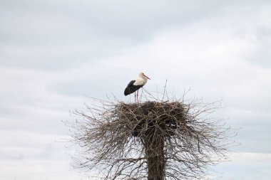 Mavi gökyüzünün ve bulutların arka planındaki beyaz leylek yuvası