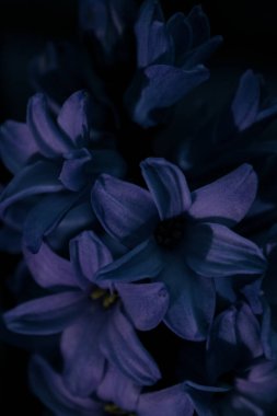 Güzel botanik fotoğrafı, doğal duvar kağıdı.