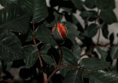Siyah ve beyaz çiçeklerle çiçek açan güzel bitkinin yakın görüntüsü