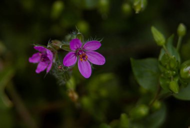 Bahçedeki güzel çiçekler