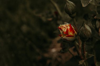 Güzel kırmızı gül çiçeği