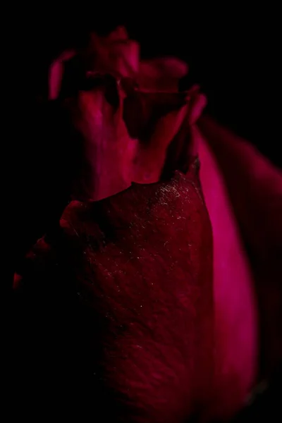 Siyah arkaplanda gül tomurcuğu.