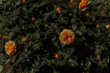 Güzel botanik fotoğrafı, doğal duvar kağıdı.