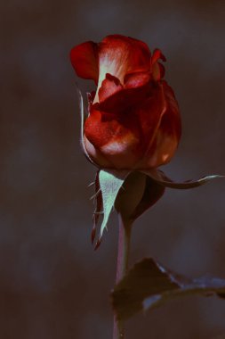 Bahçedeki güzel kırmızı gül