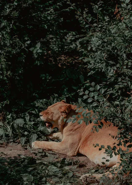 a beautiful shot of a young lion in the forest