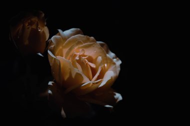 Siyah arka planda güzel güller, yakın plan