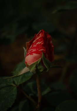 Bahçedeki güzel kırmızı gül