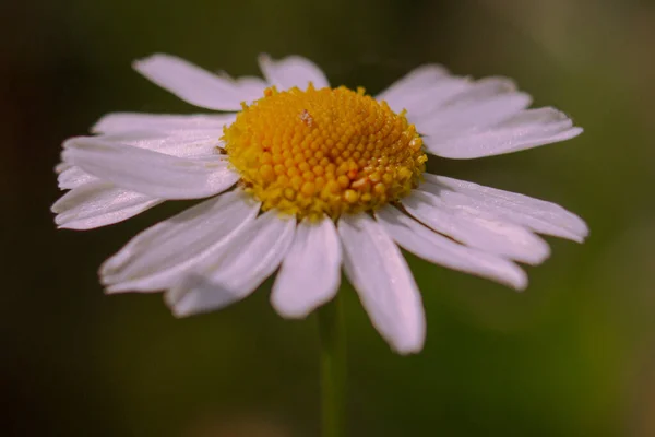 Belles Fleurs Fond Concept Floral — Photo