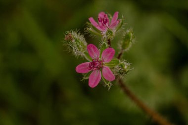 Bahçedeki güzel çiçekler