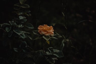 Güzel botanik fotoğrafı, doğal duvar kağıdı.