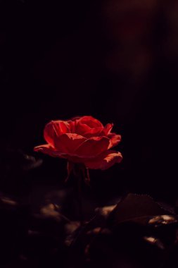 Koyu arkaplanda güzel kırmızı güller