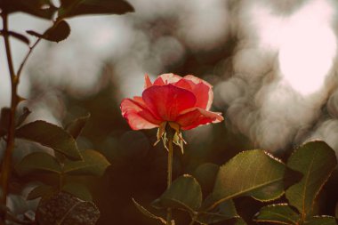 Güzel botanik fotoğrafı, doğal duvar kağıdı.