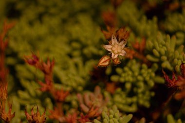 Güzel botanik fotoğrafı, doğal duvar kağıdı.