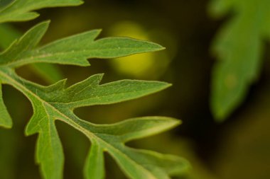 yeşil yapraklar, bitkiler ve yapraklar