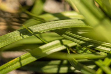 growing vegetables and green sprouts on a background of grass in the summer