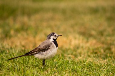 Yeşil çimlerin üzerinde bir kuş