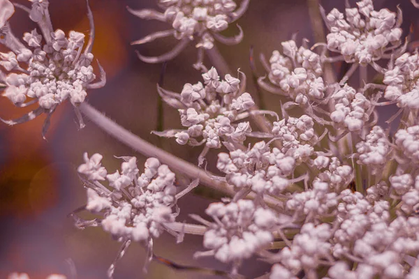 beautiful white flowers in the garden. macro shot.