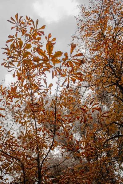 Sonbahar yaprakları, sonbahar bitkileri