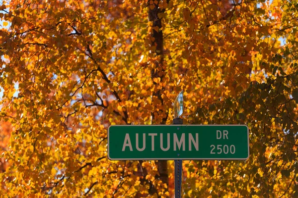 Brzozy Wyświetlają Złote Liście Jesieni Rogu Autumn Drive Anchorage Alasce Obraz Stockowy