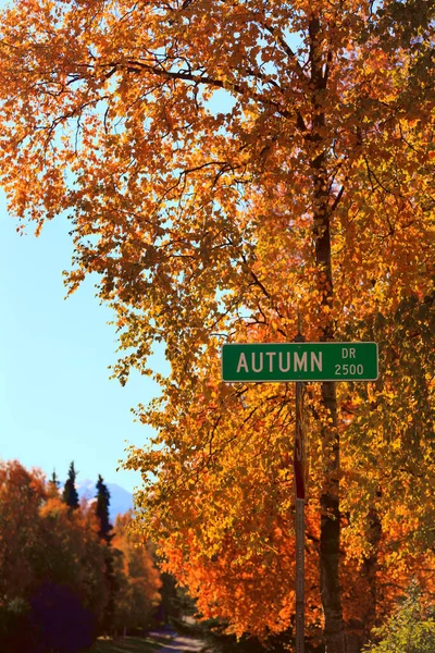 Brzozy Wyświetlają Złote Liście Jesieni Rogu Autumn Drive Anchorage Alasce Zdjęcie Stockowe