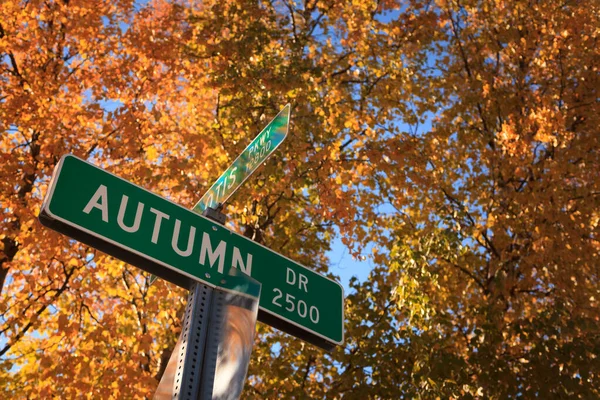 Brzozy Wyświetlają Złote Liście Jesieni Rogu Autumn Drive Anchorage Alasce Obrazy Stockowe bez tantiem