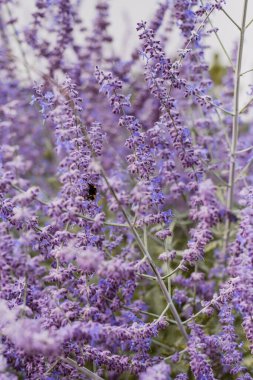 Arılı lavanta çiçeğinin yakın plan çekimi.