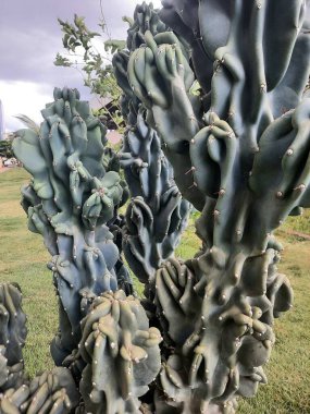 Güzel botanik fotoğrafı, doğal duvar kağıdı.
